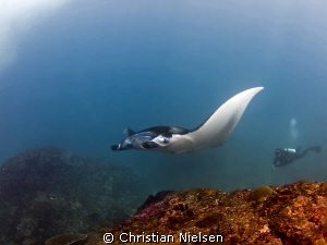 Grandeur. Beautiful manta ray and my friend Wayan. Manta ... by Christian Nielsen 